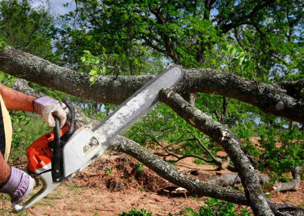 Best Firewood Processing and Delivery  in Agoura Hills, CA